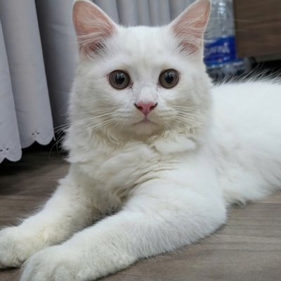 XÈO