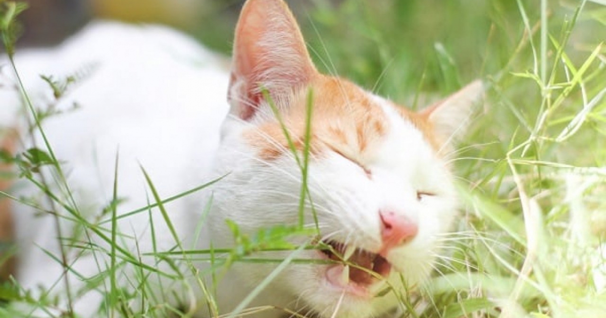 ĐỘNG KINH Ở MÈO: NGUYÊN NHÂN, TRIỆU CHỨNG VÀ NHỮNG ĐIỀU CẦN LÀM