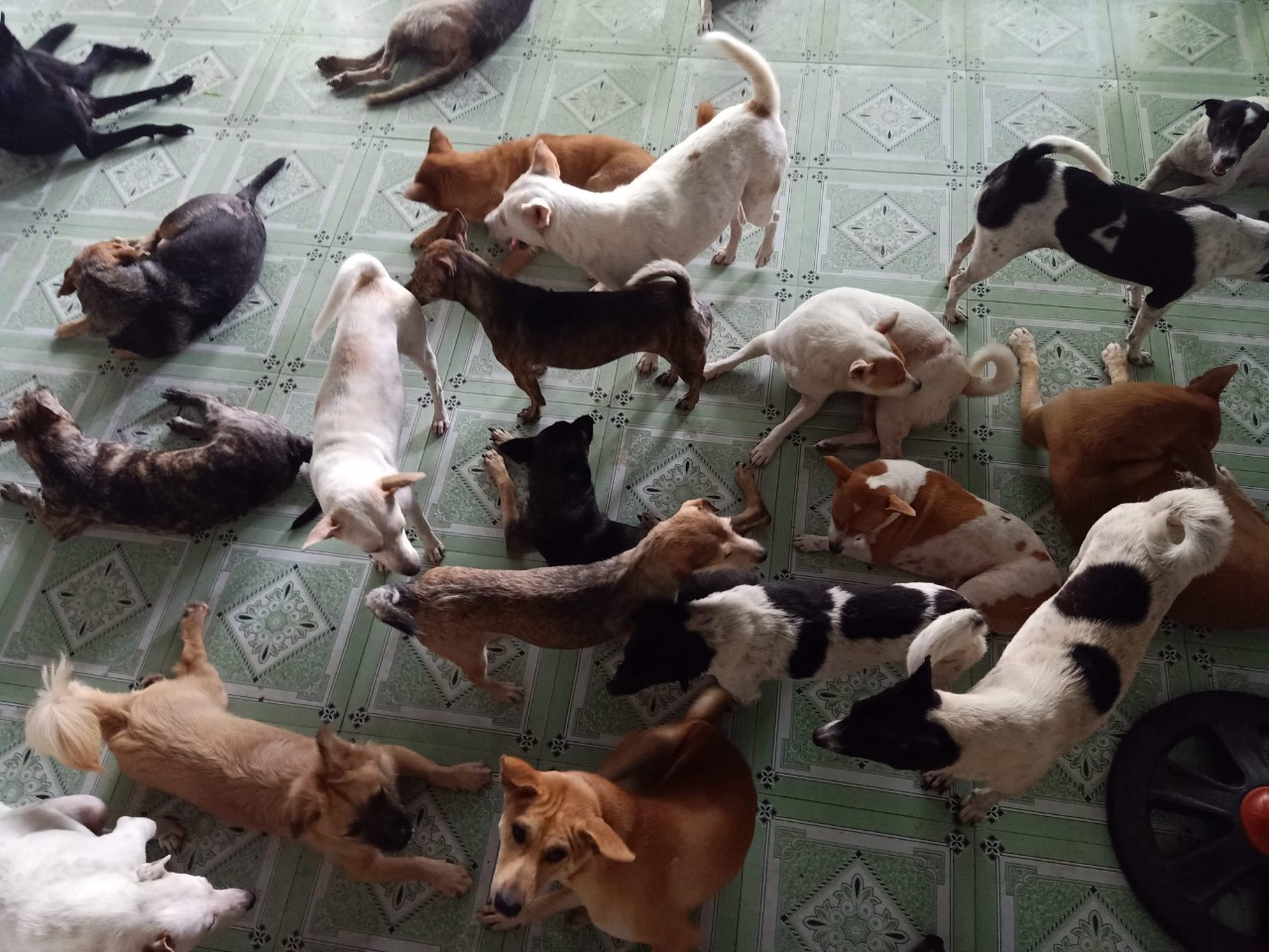 VỚI CÁ NHÂN, SỐ LƯỢNG CHÓ MÈO ĐƯỢC NUÔI BAO NHIÊU LÀ ĐỦ?