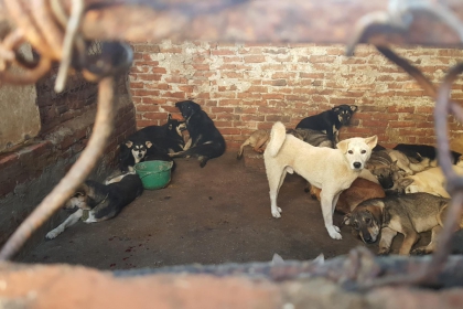 HAVE YOU EVER RESCUED A DOG OR CAT FROM SLAUGHTERHOUSES? HAVE YOU EVER RESCUED A DOG OR CAT FROM SLAUGHTERHOUSES?