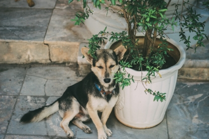 CHÓ MÈO HOANG NƯƠNG NHỜ CỬA PHẬT, VẪN LÀ CHUYỆN NÃO NỀ CHÓ MÈO HOANG NƯƠNG NHỜ CỬA PHẬT, VẪN LÀ CHUYỆN NÃO NỀ