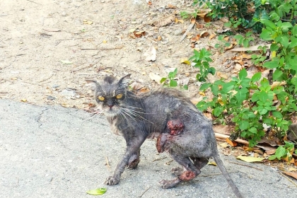 CỨU HỘ VÀ NGƯỜI LÀM CỨU HỘ! CỨU HỘ VÀ NGƯỜI LÀM CỨU HỘ!