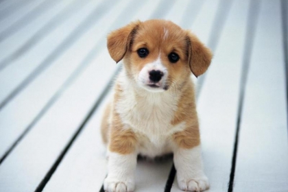 MÀU NƯỚU Ở CHÓ CHO THẤY ĐIỀU GÌ? MÀU NƯỚU Ở CHÓ CHO THẤY ĐIỀU GÌ?