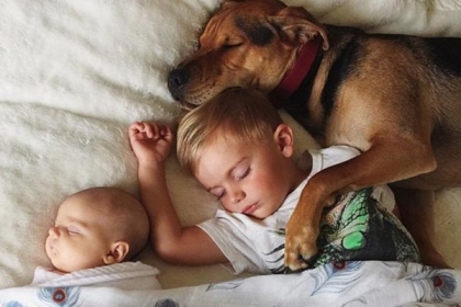 ƯU VÀ NHƯỢC ĐIỂM KHI NGỦ CHUNG GIƯỜNG VỚI CHÓ ƯU VÀ NHƯỢC ĐIỂM KHI NGỦ CHUNG GIƯỜNG VỚI CHÓ