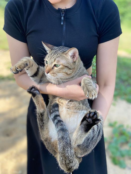 MÈO ĐI RÔNG DÙ ĐÃ TRIỆT SẢN