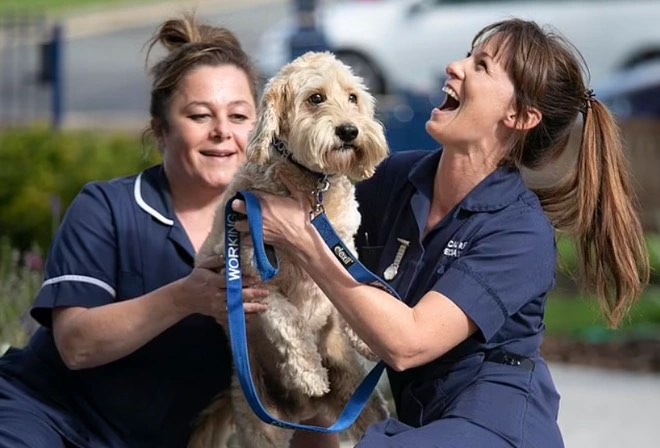 CHÚ CHÓ HỖ TRỢ CON NGƯỜI TRONG ĐẠI DỊCH