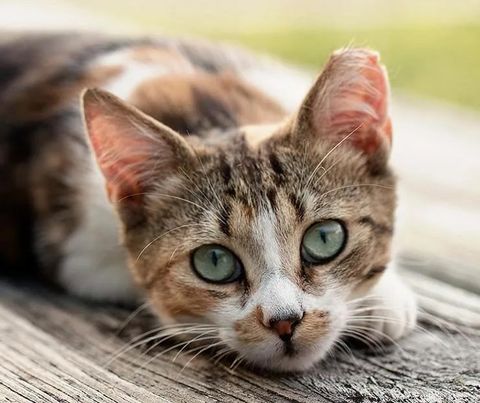 TẠI SAO PHẢI TRIỆT SẢN VÀ NUÔI KÍN CHÓ MÈO?