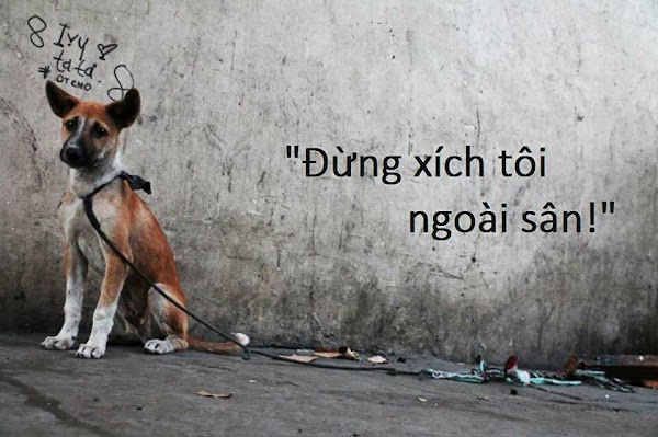 CHÓ TÂY, CHÓ TA