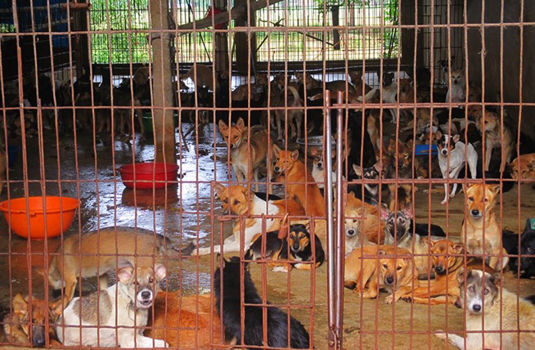 CÒN BAO NHIÊU CHÚ CHÓ NỮA PHẢI CHẾT?