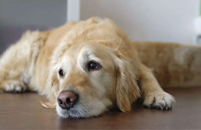 BỆNH UỐN VÁN Ở CHÓ